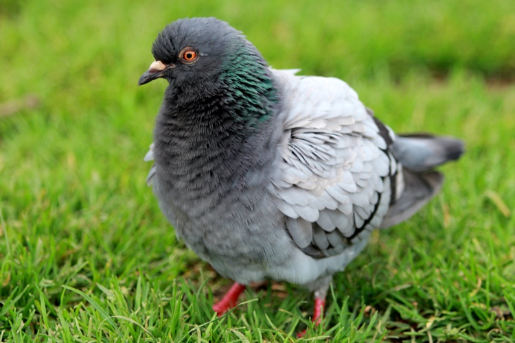 SFR RED exaspère ses clients en augmentant le prix de ses forfaits « à vie »