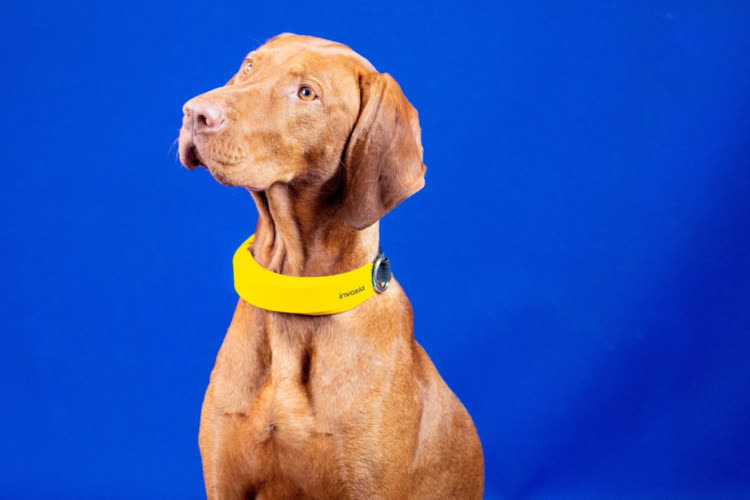 Smart Dog Collar, un traqueur santé pour les chiens remuants