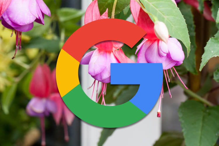 Le projet Fuchsia a-t-il encore un avenir au sein de Google ?