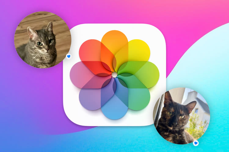 iOS 17 et macOS Sonoma : Photos peut enfin identifier vos animaux de compagnie