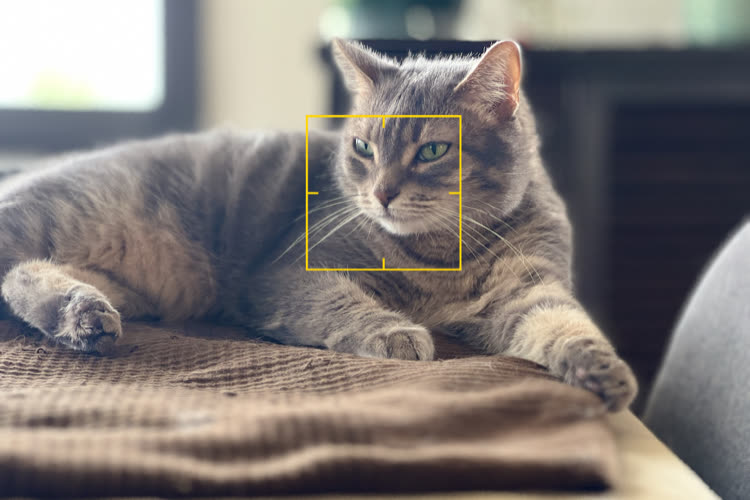 Le changement de mise au point pour les portraits n’est pas réservé aux iPhone 15