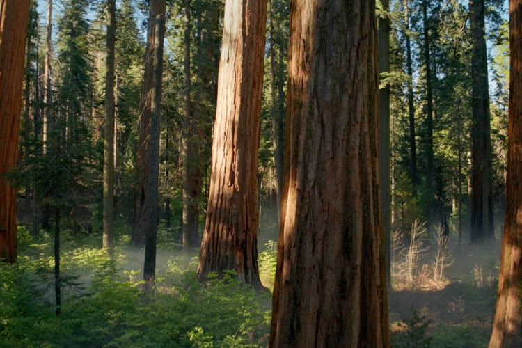 Une forêt de séquoias cachée dans la bêta 5 de macOS 15