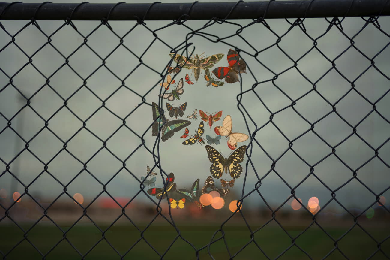 Les papillons de Fable 5 (mal) bloqués par les protections d’Anthropic, allégorie. Image MacGeneration, photo Calvin Ma sur Unsplash.