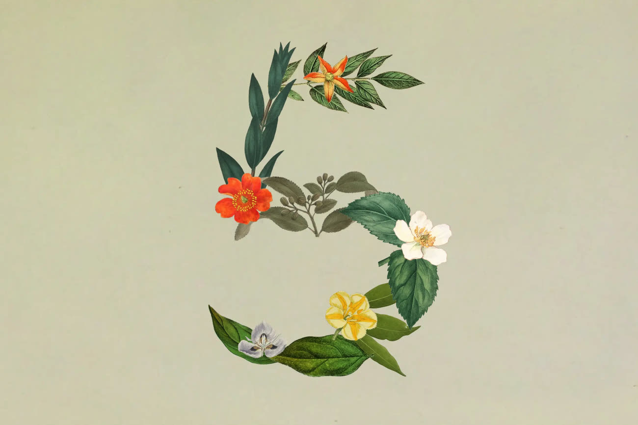 Des fleurs pour Sonnet 5. Image Anthropic.